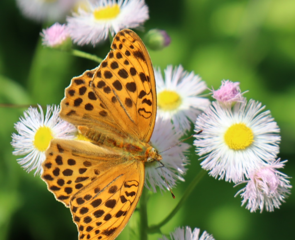 里山M_キタテハ _2022年5月24 14時5分_気温25度